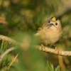 Kralicek obecny - Regulus regulus - Goldcrest 4555